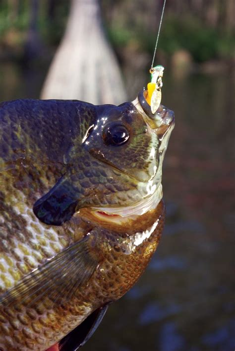 bream fishing pole|best lure for bream fishing.